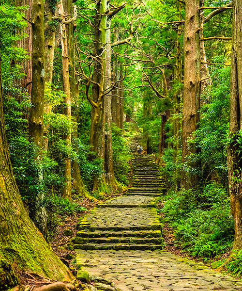 Forêt au Japon